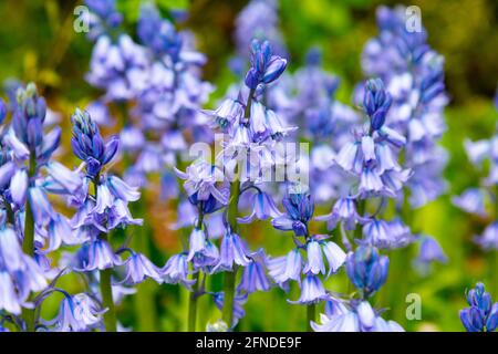 Wilde Bluebells (Hyacinthoides non-scripta) blühen in Hampsead Heath, London, Großbritannien Stockfoto