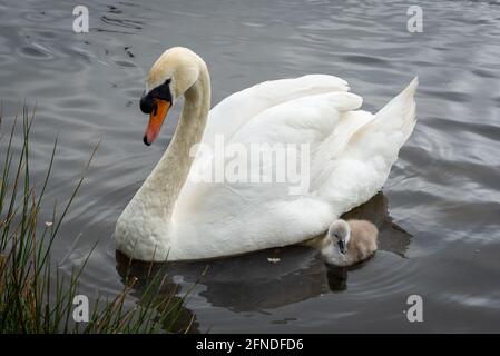 Weiße Schwanenschwänzchen mit Federbein und Stift Stockfoto