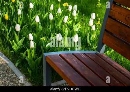 Eine Bank an einem schattigen Platz im Park mit blühenden weißen Tulpen. Das Foto wurde bei natürlichem Tageslicht aufgenommen Stockfoto