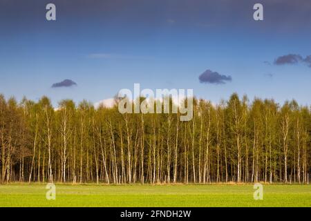 Grenze von Birkenwald und grüner Wiese gegen den blauen Himmel an einem schönen sonnigen Tag. Aufnahme bei natürlichem Tageslicht, scharfe Schatten. Stockfoto