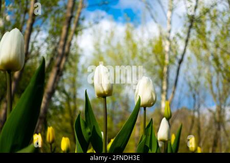 Ansicht von unten auf viele weiße Tulpen im Park. Blauer Himmel hinter den Blumen. Das Foto wurde bei natürlichem Tageslicht aufgenommen. Stockfoto