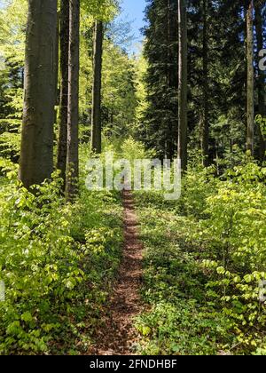 singelweg durch den Wald für Wanderer und Biker in der hügeligen Landschaft der schweiz. Frühling in Toesstal Stockfoto