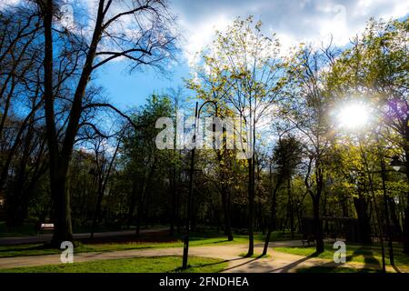 Strahlen der Sonne, die durch die Baumkronen im Stadtpark scheinen. Das Foto wurde bei natürlichem Tageslicht aufgenommen. Stockfoto