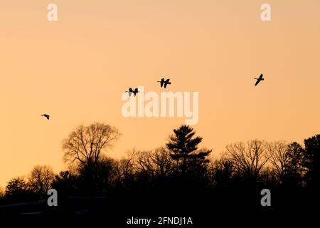 Trompeter-Schwäne (Cygnus-Bukzinator) im Flug, E. Nordamerika, von Dominique Braud/Dembinsky Photo Assoc Stockfoto