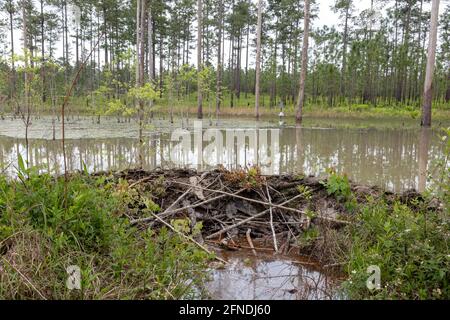 Beaver Dam, aktiv, Northwestern Florida, USA von James D. Coppinger/Dembinsky Photo Assoc Stockfoto