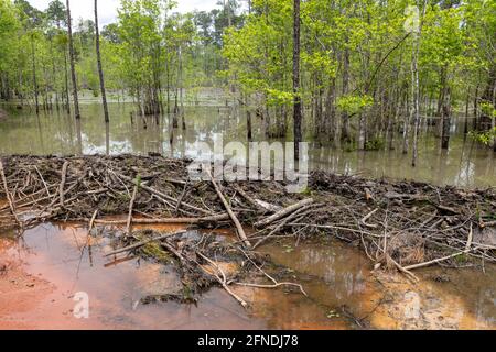 Beaver Dam, aktiv, Northwestern Florida, USA von James D. Coppinger/Dembinsky Photo Assoc Stockfoto