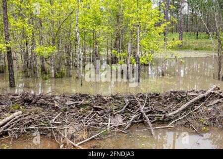 Beaver Dam, aktiv, Northwestern Florida, USA von James D. Coppinger/Dembinsky Photo Assoc Stockfoto