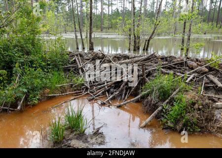 Beaver Dam, aktiv, Northwestern Florida, USA von James D. Coppinger/Dembinsky Photo Assoc Stockfoto