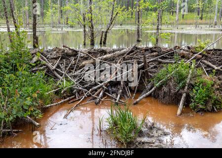 Beaver Dam, aktiv, Northwestern Florida, USA von James D. Coppinger/Dembinsky Photo Assoc Stockfoto