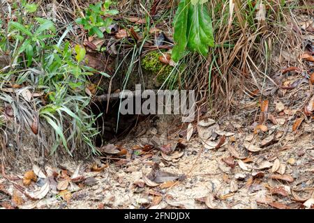 Gopher Tortise (Gopherus polyphemus) Höhlen, aktiv, Keystone-Arten, Western Panhandle von Florida, USA, von James D Coppinger/Dembinsky Photo Assoc Stockfoto