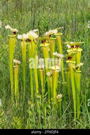 Natural Pitcher plant Hybrid Sarracenia x moorei, Western Panhandle, Florida, USA, von James D. Coppinger/Dembinsky Photo Assoc Stockfoto