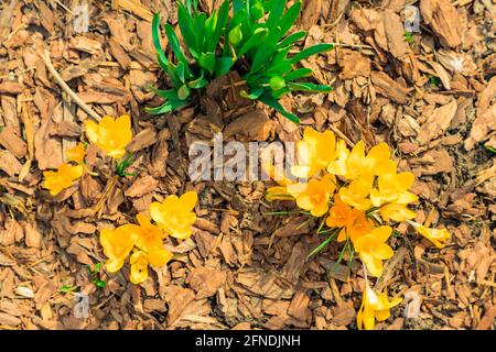 Gelbe Farbe Krokusse auf Baumrinde natürlichen Hintergrund im Freien Frühling Zeit. First Flowers Konzept Stockfoto