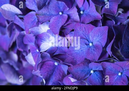 Blau lila schöne Blumen Hortensien im Blütenstrauß Nahaufnahme noch Stockfoto