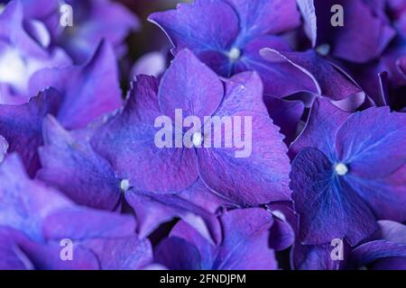 Blau lila schöne Blumen Hortensien im Blütenstrauß Nahaufnahme noch Stockfoto