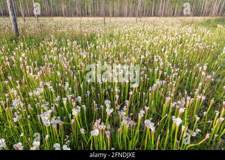 White-topped Pitcher Plant (Sarracenia leucophylla), WESTERN Panhandle, Florida, Eastern Alabama, USA, Von James D. Coppinger/Dembinsky Photo Assoc Stockfoto