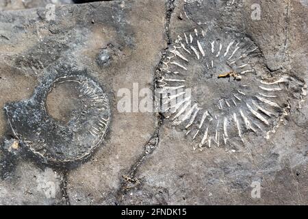 Ammonit, Kimmeridge Bay, Isle of Purbeck, Jurassic Coast, Dorset, VEREINIGTES KÖNIGREICH Stockfoto