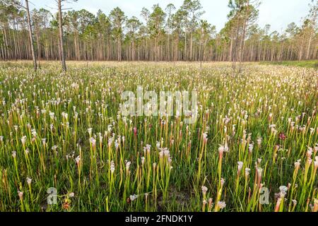 White-topped Pitcher Plant (Sarracenia leucophylla), WESTERN Panhandle, Florida, Eastern Alabama, USA, Von James D. Coppinger/Dembinsky Photo Assoc Stockfoto