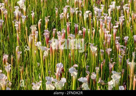 White-topped Pitcher Plant (Sarracenia leucophylla), WESTERN Panhandle, Florida, Eastern Alabama, USA, Von James D. Coppinger/Dembinsky Photo Assoc Stockfoto