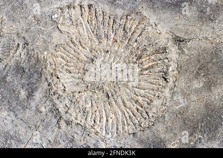 Ammonit, Kimmeridge Bay, Isle of Purbeck, Jurassic Coast, Dorset, VEREINIGTES KÖNIGREICH Stockfoto