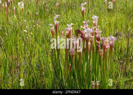 White-topped Pitcher Plant (Sarracenia leucophylla), WESTERN Panhandle, Florida, Eastern Alabama, USA, Von James D. Coppinger/Dembinsky Photo Assoc Stockfoto