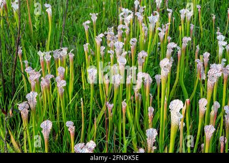 White-topped Pitcher Plant (Sarracenia leucophylla), WESTERN Panhandle, Florida, Eastern Alabama, USA, Von James D. Coppinger/Dembinsky Photo Assoc Stockfoto