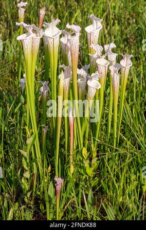 White-topped Pitcher Plant (Sarracenia leucophylla), WESTERN Panhandle, Florida, Eastern Alabama, USA, Von James D. Coppinger/Dembinsky Photo Assoc Stockfoto