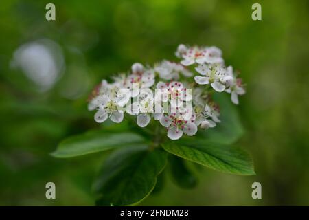 Frühling blühenden Strauch mit vielen weißen Blüten Spirea . Auch bekannt als Bridalwreath spirea. Stockfoto