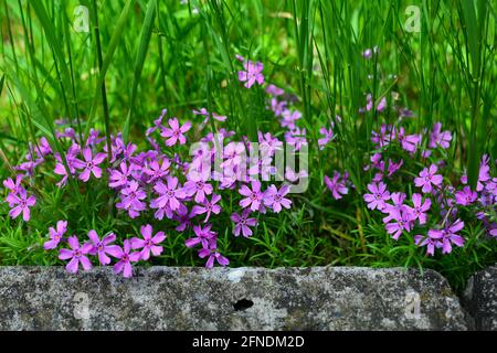 Rosa Blüten Phlox im Garten an einem sonnigen Tag. Weicher, unscharfer selektiver Fokus. Stockfoto