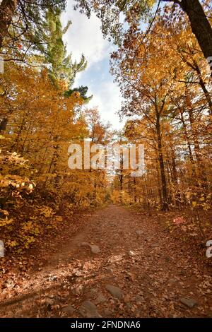 Waldweg in der Nähe von Eagle's Nest, Ottawa, Ontario, Kanada Stockfoto