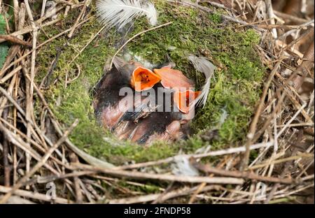 Dunnock oder Hedge Sparrow, Prunella modularis, altrische Nestlinge im Nest, Brent Reservoir, London Vereinigtes Königreich Stockfoto