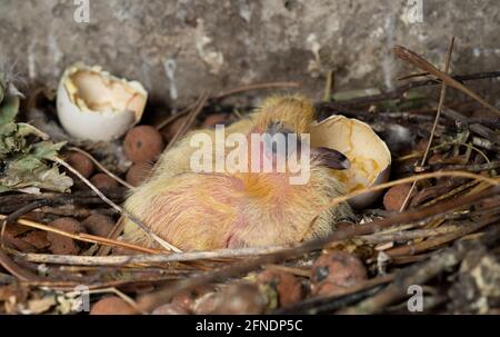 Feral Pigeon Altrical Nestling, Columba livia domestica, London, Vereinigtes Königreich Stockfoto