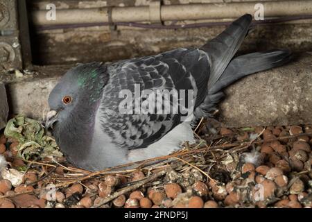 Feral Pigeon, Columba livia domestica, erwachsener Vogel auf Nest, der zwei Eier brütet, London, Großbritannien Stockfoto