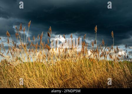 Sturmwolken über dem Schilfufer des Sees Stockfoto