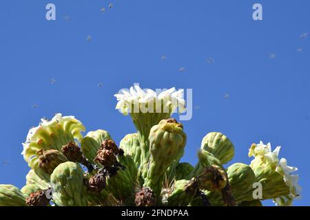 Saguaro Kaktus, Carnegiea gigantea, mit blühenden Blumen vor blauem Himmel Stockfoto