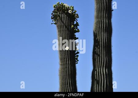 Saguaro Kaktus, Carnegiea gigantea, mit blühenden Blumen vor blauem Himmel Stockfoto