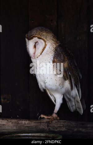 Eule-Portrait mit Blick auf eine Seite im Vogelpark aus nächster Nähe Stockfoto