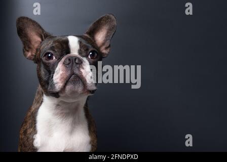 Closeup Portrait von schöne Boston Terrier reine Rasse lustiges Gesicht Stockfoto