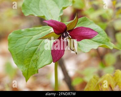 Ein roter Trillium, der im Frühling in einem Wald wächst. Quebec, Kanada Stockfoto