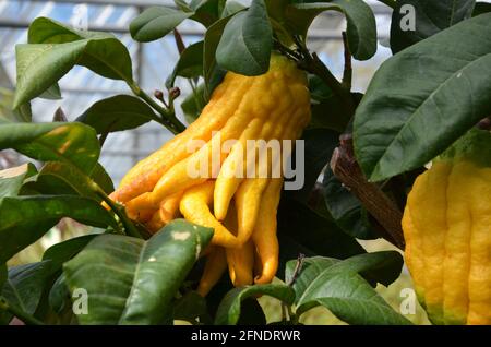 Zitronen auf dem Baum, Zitrone, buddhafinger, Hand buddhas Stockfoto