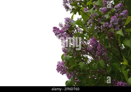 Blühender Flieder, Fliederbüsche, Frühlingsblumen Stockfoto