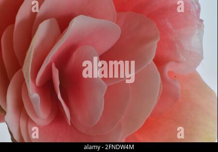 Nahaufnahme einer einzelnen rosa Begonia-Blume, die die fein angeordneten Blütenblätter aus der Seitenansicht auf weißem Hintergrund zeigt. Stockfoto