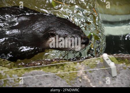 Süße Otter beim Schwimmen in Montreal Biodôme, Montreal, Québec, Kanada Stockfoto