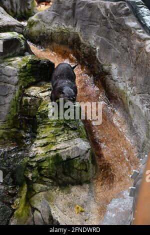 Süße Otter beim Schwimmen in Montreal Biodôme, Montreal, Québec, Kanada Stockfoto