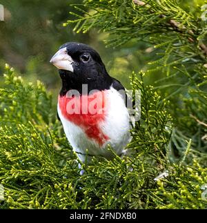 Männlicher rosenreihiger Grosbeak auf dem Bush Front View Pheucticus ludovicianus Stockfoto