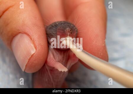 Junge Maus, weniger als eine Woche alt, wird gefüttert Formel. Stockfoto