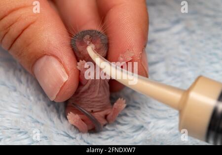 Junge Maus, Mus musculus, weniger als eine Woche alt, wird gefüttert Formel. Stockfoto