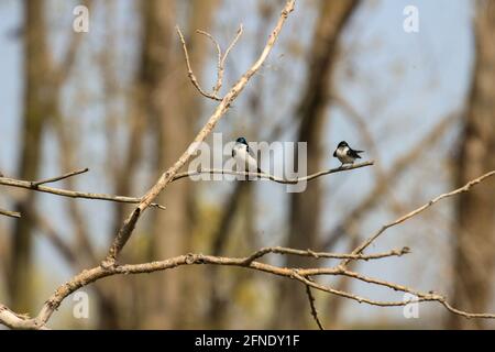 Tachycineta bicolor - Serie von Fotos, die die Paarung von Baumschwalben zeigen Stockfoto