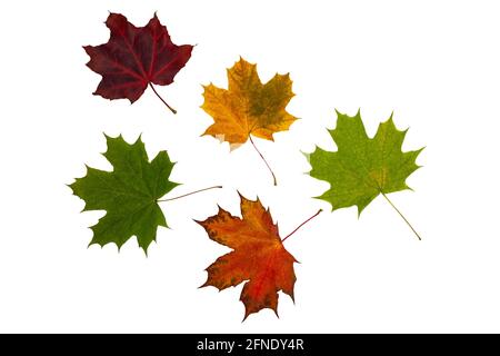 Herbstkomposition - mehrfarbige Ahornflocken auf weißem, isoliertem Hintergrund. Stockfoto