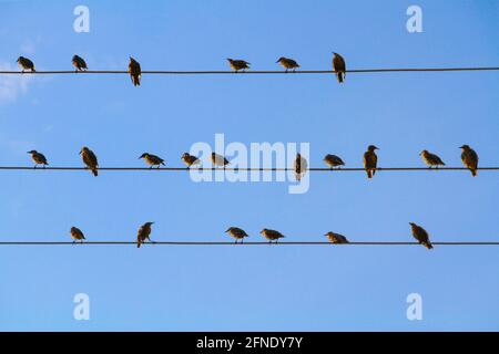 Ein Schwarm Amseln sitzt auf Drähten ähnlich wie Musiknoten vor einem blauen wolkenlosen Himmel. Stockfoto