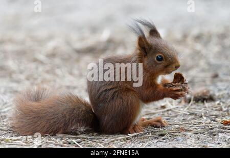 Glückliches Eichhörnchen mit einer geöffneten Walnuss in den Pfoten Stockfoto